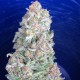 G13 feminised Ganja Seeds