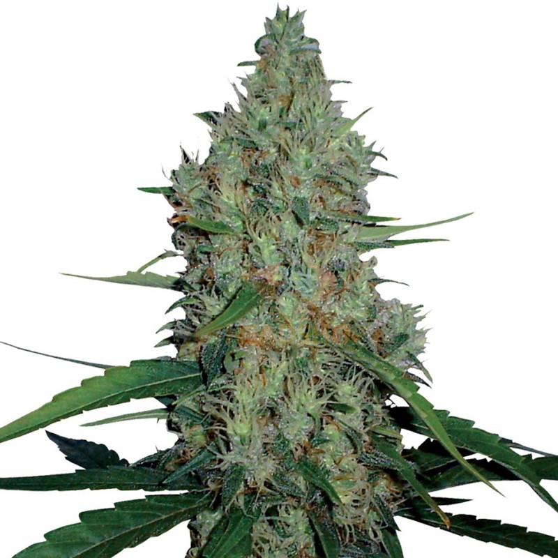G13 feminised Ganja Seeds