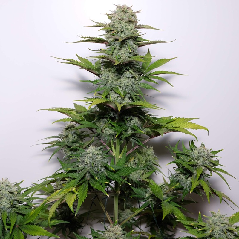 G13 feminised Ganja Seeds