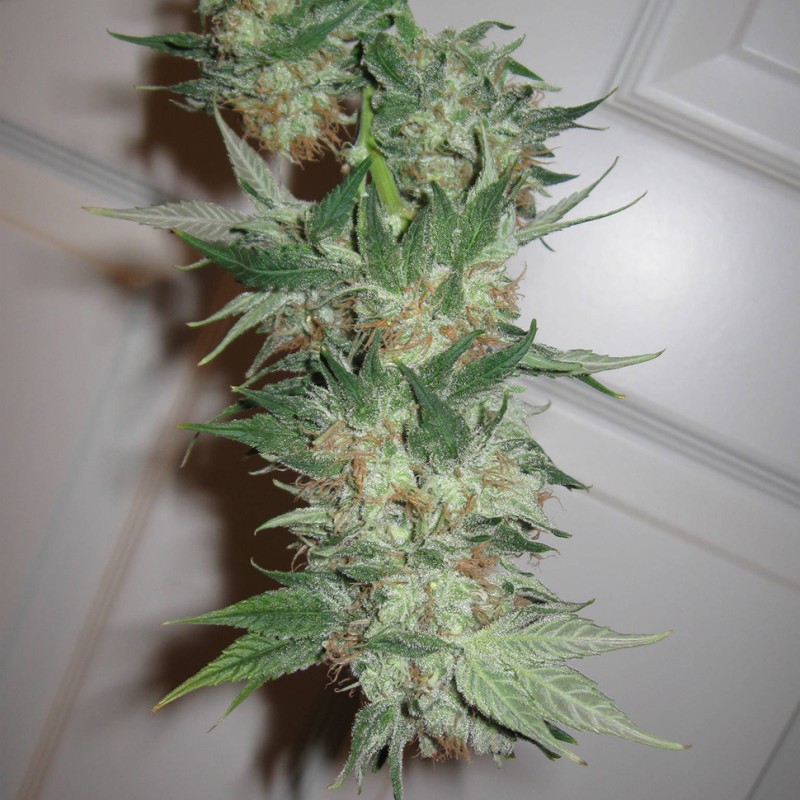 G13 feminised Ganja Seeds