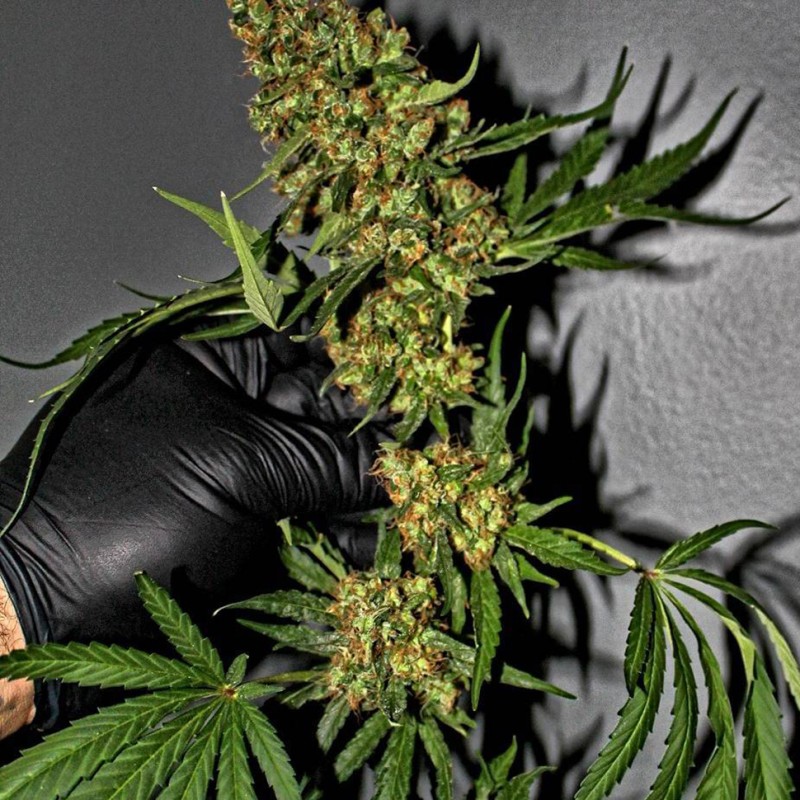 G13 feminised Ganja Seeds