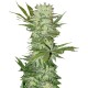 G13 feminised Ganja Seeds