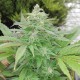 G13 feminised Ganja Seeds