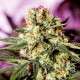 G13 feminised Ganja Seeds