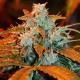 G13 feminised Ganja Seeds
