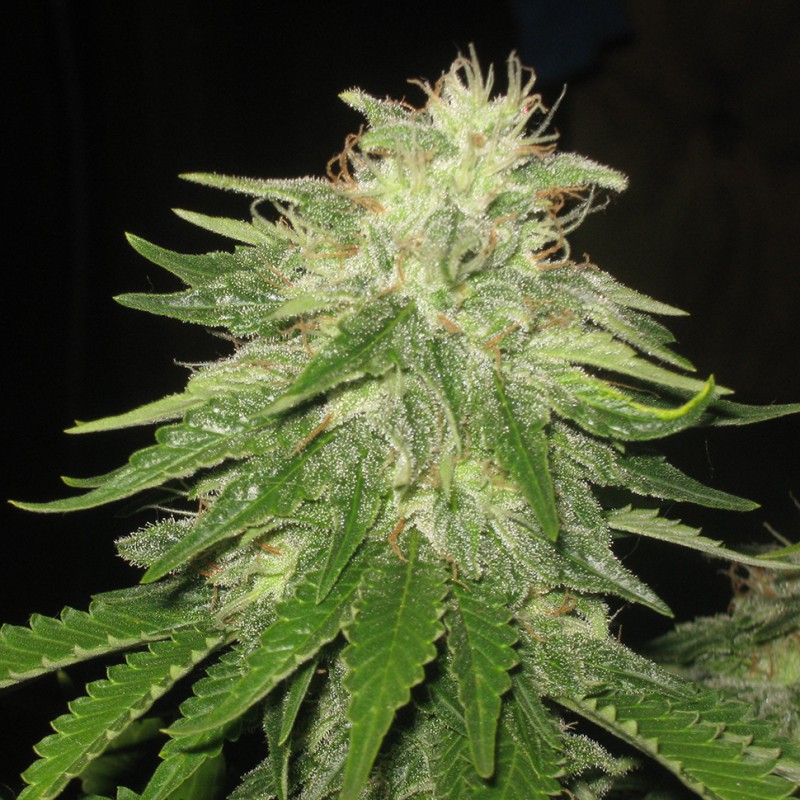 Auto Super Hash feminised Ganja Seeds - 2 насінини