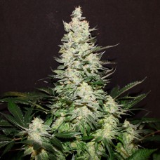 Lemon Skunk feminised GanjaLiveSeeds
