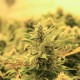 Lemon Skunk feminised GanjaLiveSeeds