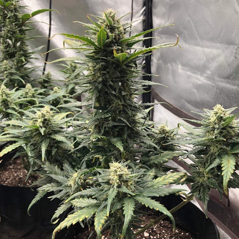 Auto Great White Shark feminised Victory Seeds