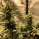 Auto Great White Shark feminised Victory Seeds