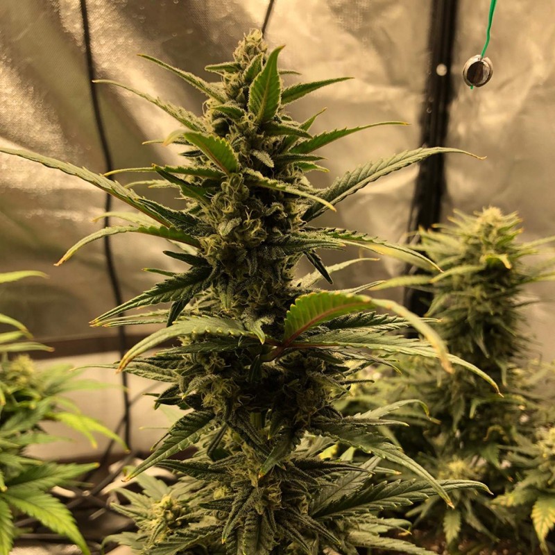 Auto Great White Shark feminised Victory Seeds