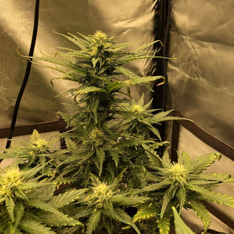 Auto Great White Shark feminised Victory Seeds