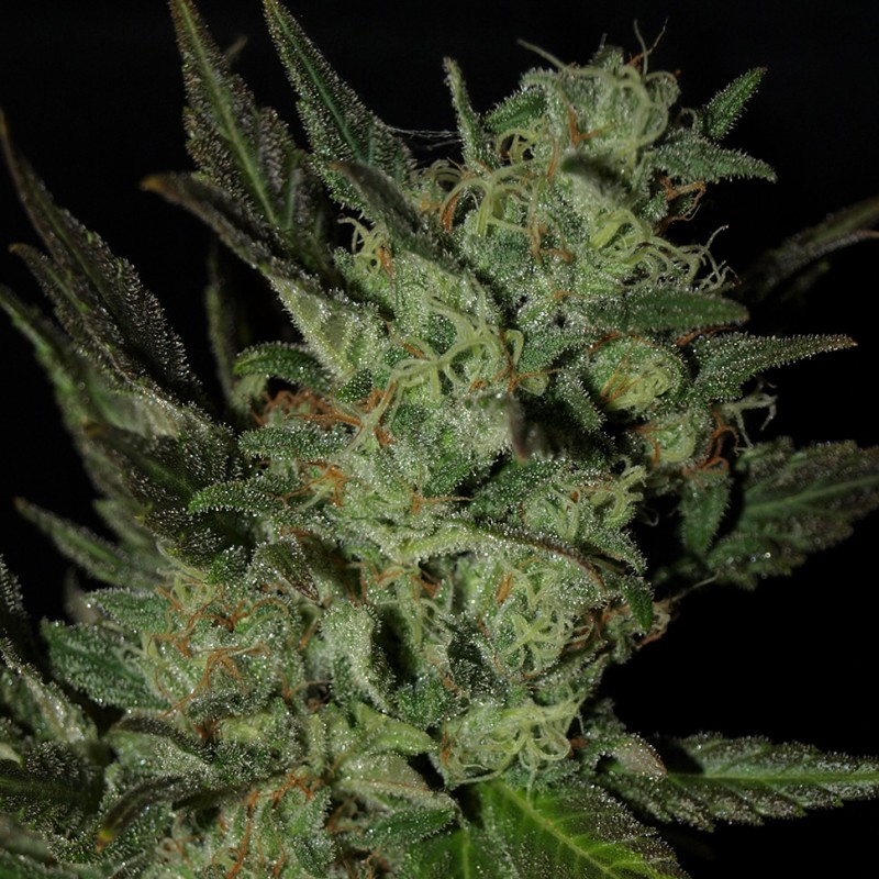 Grapefruit Haze feminised GanjaLiveSeeds