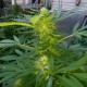 Grapefruit Haze feminised GanjaLiveSeeds