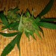 Grapefruit Haze feminised GanjaLiveSeeds