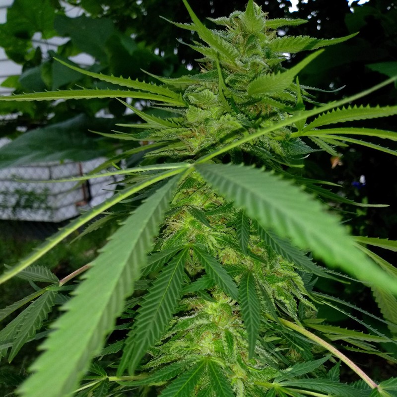 Grapefruit Haze feminised GanjaLiveSeeds
