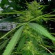 Grapefruit Haze feminised GanjaLiveSeeds