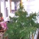 Grapefruit Haze feminised GanjaLiveSeeds