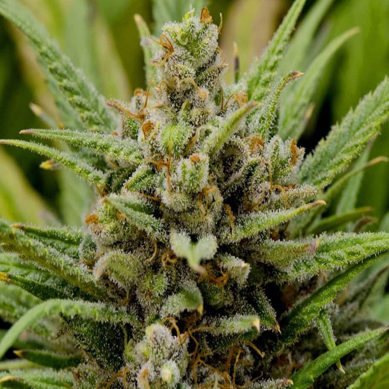 Grapefruit Haze feminised GanjaLiveSeeds