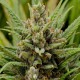 Grapefruit Haze feminised GanjaLiveSeeds