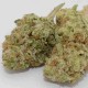 Grapefruit Haze feminised GanjaLiveSeeds