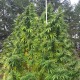 Grapefruit Haze feminised GanjaLiveSeeds