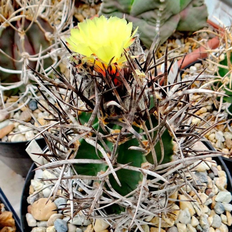 Astrophytum capricorne var. crassispinum