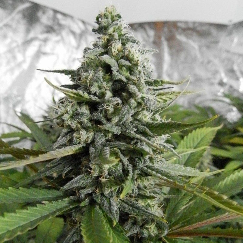 Auto Deimos feminised Ganja Seeds - 2 насінини