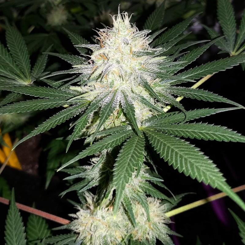 Auto Bubblelicious regular Ganja Seeds