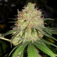 Auto Bubblelicious regular Ganja Seeds
