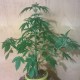 Auto Bubblelicious regular Ganja Seeds