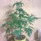 Auto Bubblelicious regular Ganja Seeds