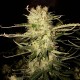 OG Kush feminised Ganja Seeds - 77 насінин