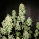 OG Kush feminised Ganja Seeds - 77 насінин