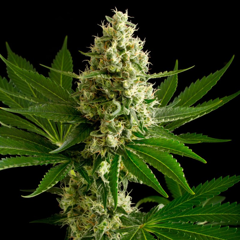 OG Kush feminised Ganja Seeds - 77 насінин
