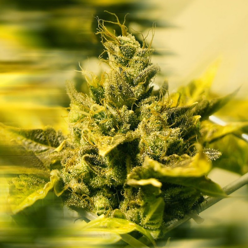 Era feminised Ganja Seeds - 4 насінини