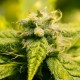 Era feminised Ganja Seeds - 4 насінини