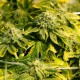 Era feminised Ganja Seeds - 4 насінини