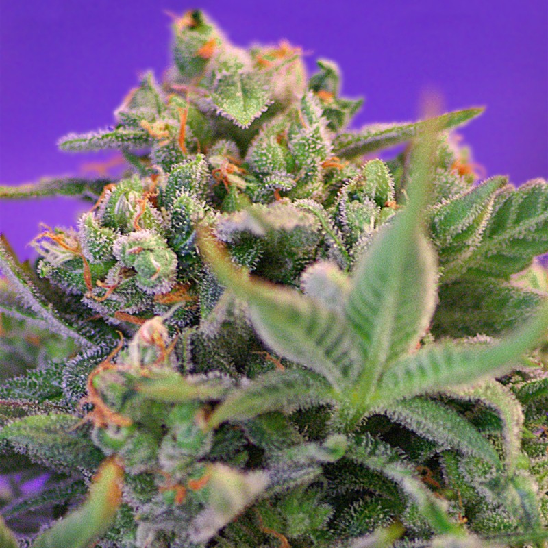 Auto Sweet Cheese feminised Ganja Seeds - 2 насінини