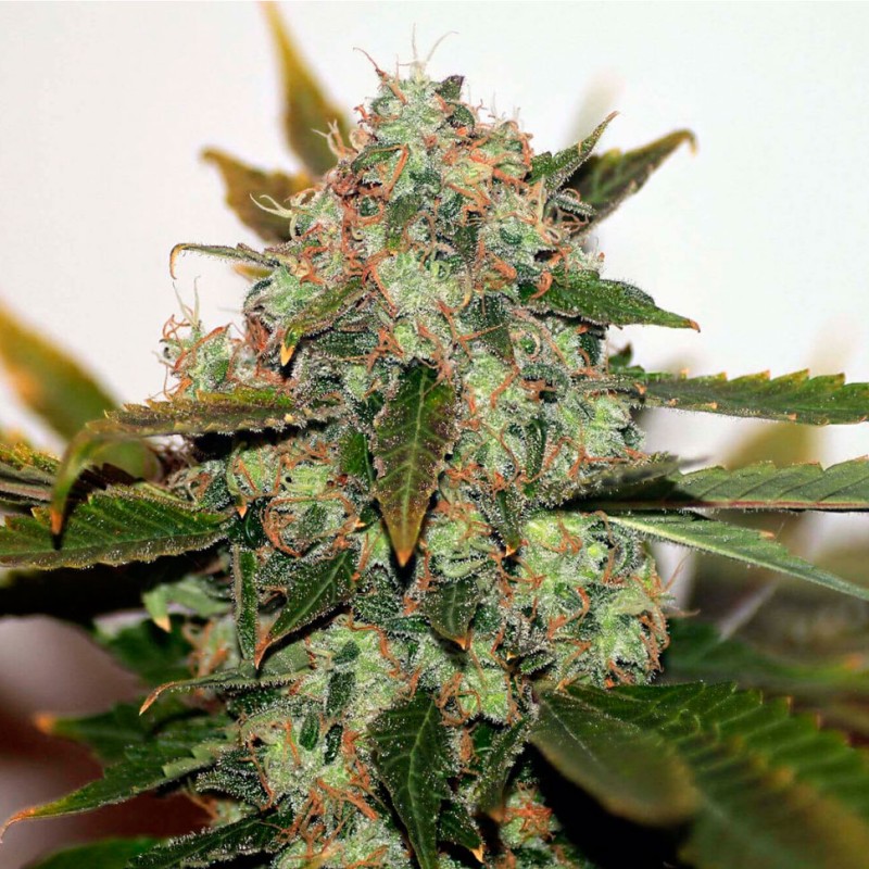 White Skunk #1 feminised Ganja Seeds - 2 насінини