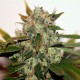 White Skunk #1 feminised Ganja Seeds - 2 насінини
