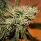 White Skunk #1 feminised Ganja Seeds - 2 насінини