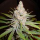 White Skunk #1 feminised Ganja Seeds - 2 насінини