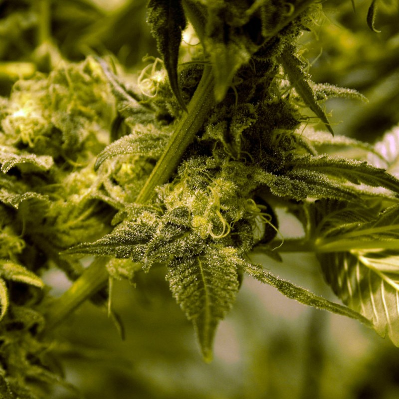 White Skunk #1 feminised Ganja Seeds - 2 насінини
