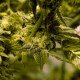 White Skunk #1 feminised Ganja Seeds - 2 насінини