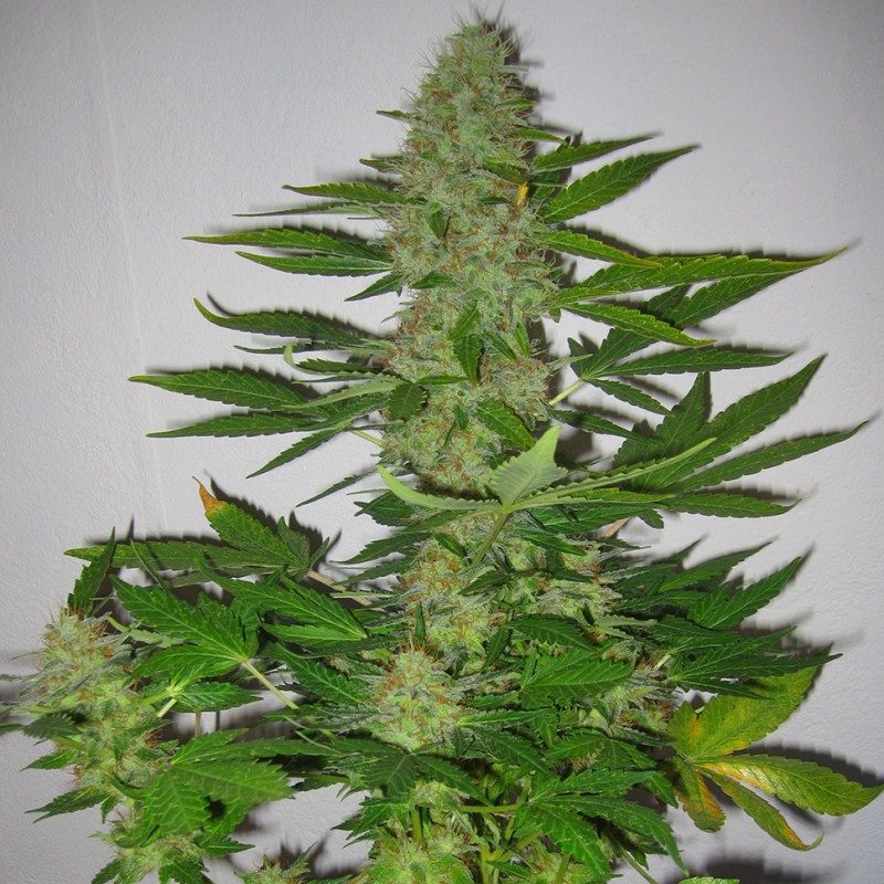 LSD feminised GanjaLiveSeeds