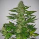 LSD feminised GanjaLiveSeeds