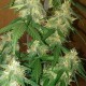 LSD feminised GanjaLiveSeeds