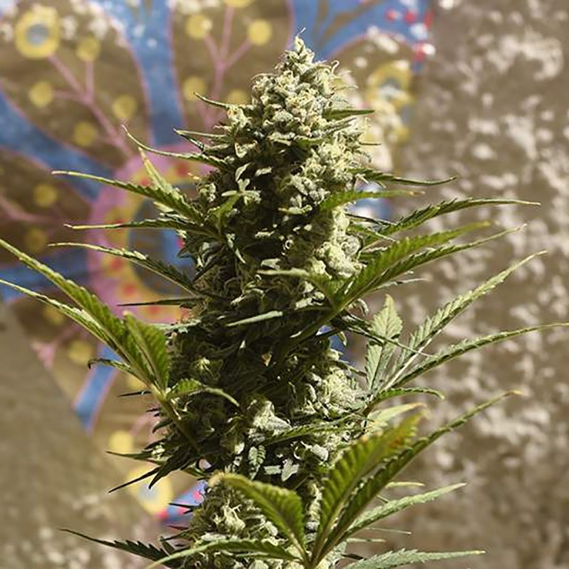 Auto Heaven feminised Victory Seeds