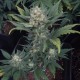 Auto Heaven feminised Victory Seeds